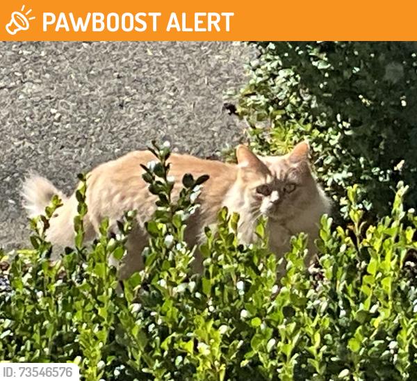Found/Stray Unknown Cat last seen Cypress Falls trail head/tennis courts, West Vancouver, Bc, Canada, West Vancouver, BC V7S 2V1