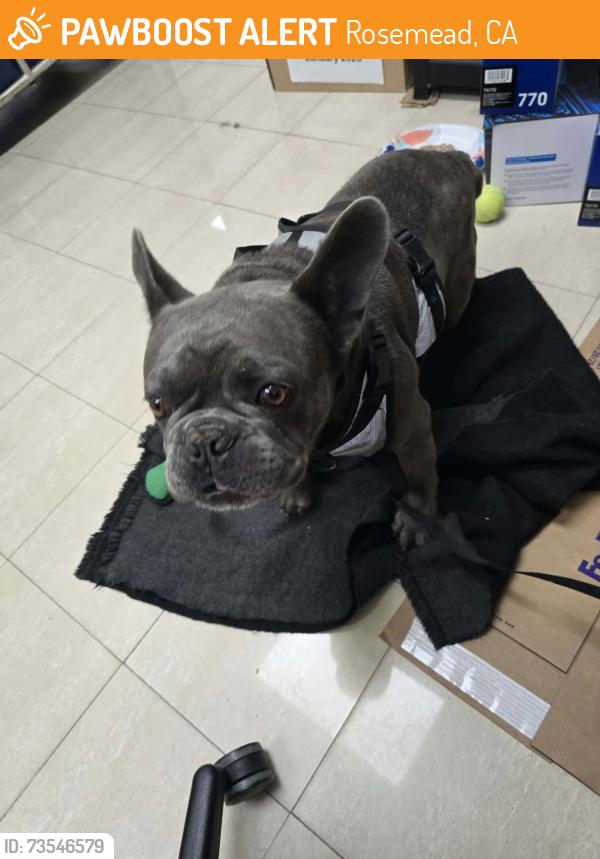 Found/Stray Unknown Dog last seen Garvey and Ivar, Rosemead, CA 91770