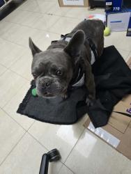 Found/Stray Unknown Dog last seen Garvey and Ivar, Rosemead, CA 91770