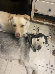 Reunited Male Dog last seen 36th and Harvest, Lawrence, IN 46226