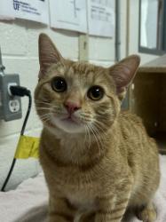 Shelter Stray Male Cat last seen Near E 1100 N, North Salt Lake, UT 84054, USA, 1422 E 600 N, Fruit Heights, UT 84037, USA