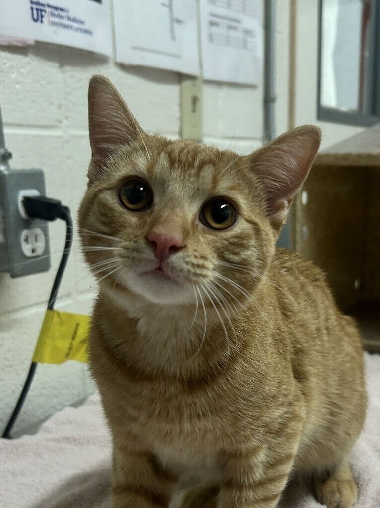 Shelter Stray Male Cat last seen Near E 1100 N, North Salt Lake, UT 84054, USA, 1422 E 600 N, Fruit Heights, UT 84037, USA
