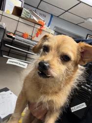 Shelter Stray Female Dog last seen Near N Center St, Stockton, CA 95202, USA, 1575 S Lincoln St, Stockton, CA 95206, USA
