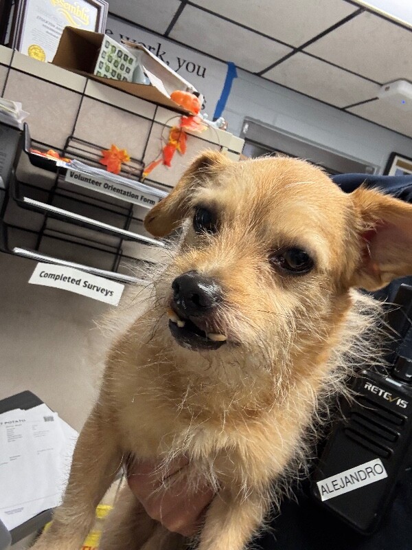Shelter Stray Female Dog last seen Near N Center St, Stockton, CA 95202, USA, 1575 S Lincoln St, Stockton, CA 95206, USA