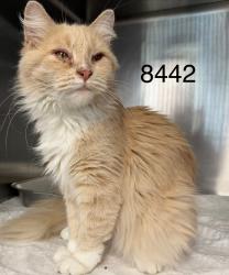 Shelter Stray Female Cat last seen Near Dupont Ln, Brooklyn Park, MN 55444, USA, 11350 89th Ave N, Maple Grove, MN 55369, USA