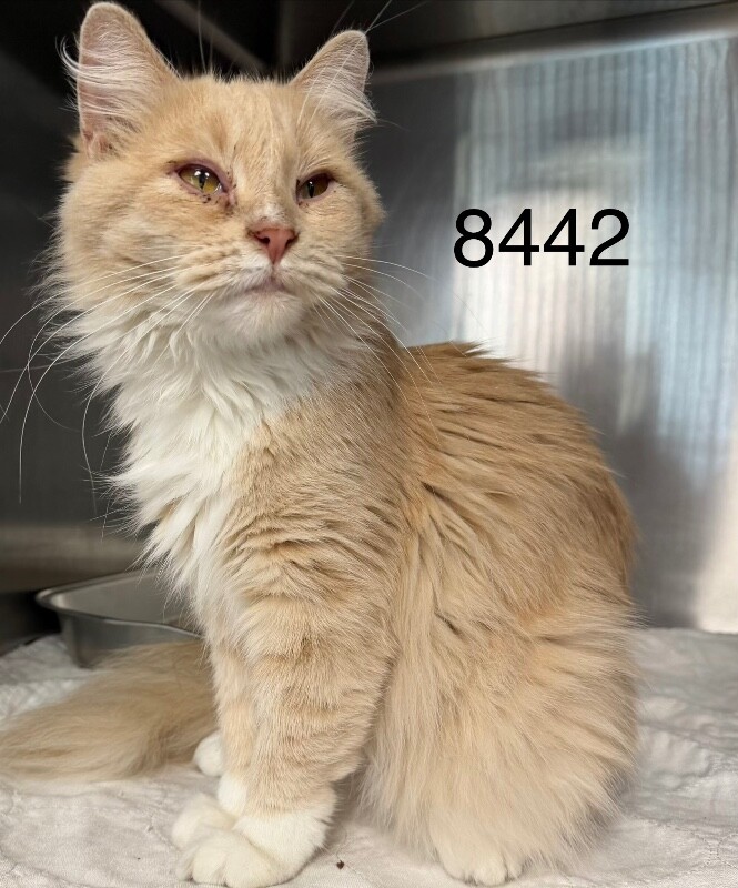 Shelter Stray Female Cat last seen Near Dupont Ln, Brooklyn Park, MN 55444, USA, 11350 89th Ave N, Maple Grove, MN 55369, USA