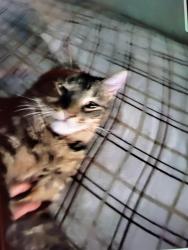 Lost Male Cat last seen Davis st elmira ny and hathorn crt, Elmira, NY 14901