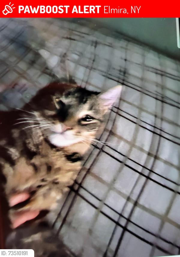 Lost Male Cat last seen Davis st elmira ny and hathorn crt, Elmira, NY 14901