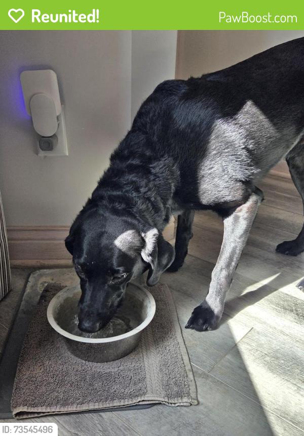 Reunited Female Dog last seen 43rd N / 247th West Andale, Andale, KS 67001