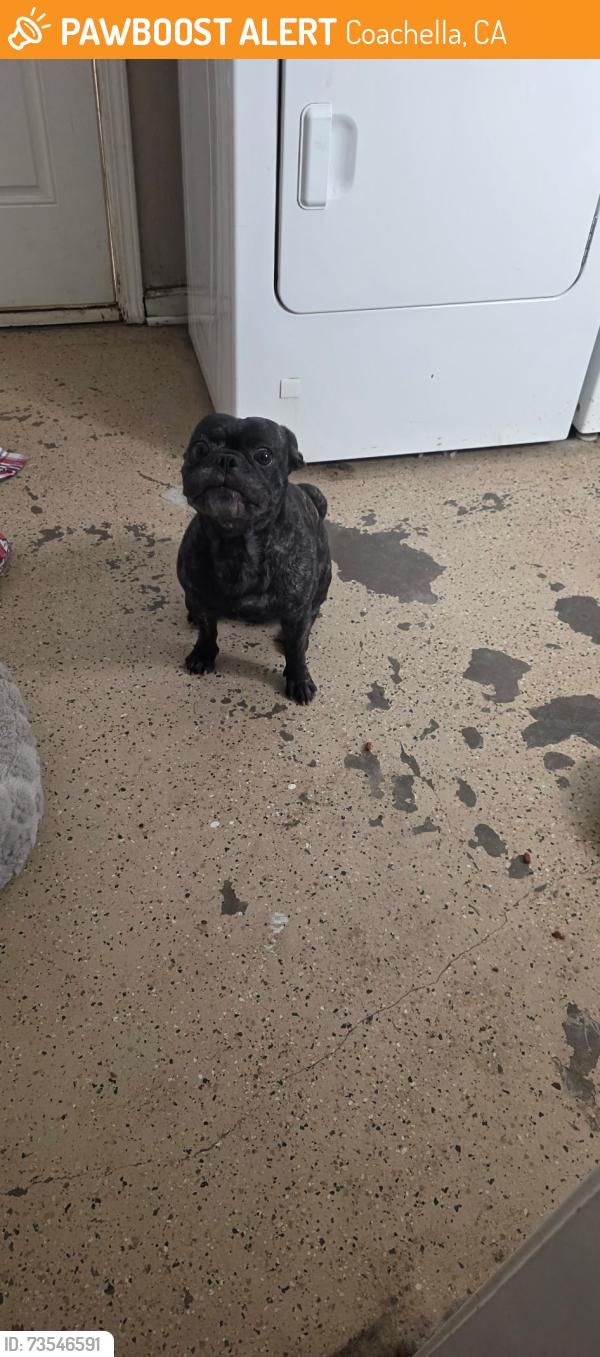 Found/Stray Unknown Dog last seen Coachella near avenue 52, Coachella, CA 92236
