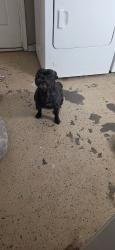 Found/Stray Unknown Dog last seen Coachella near avenue 52, Coachella, CA 92236