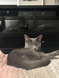 Lost Female Cat last seen Morningside and Cook Road, Grosse Pointe Woods, MI 48236