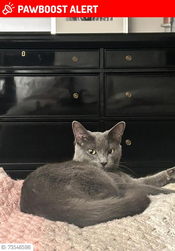 Lost Female Cat last seen Morningside and Cook Road, Grosse Pointe Woods, MI 48236
