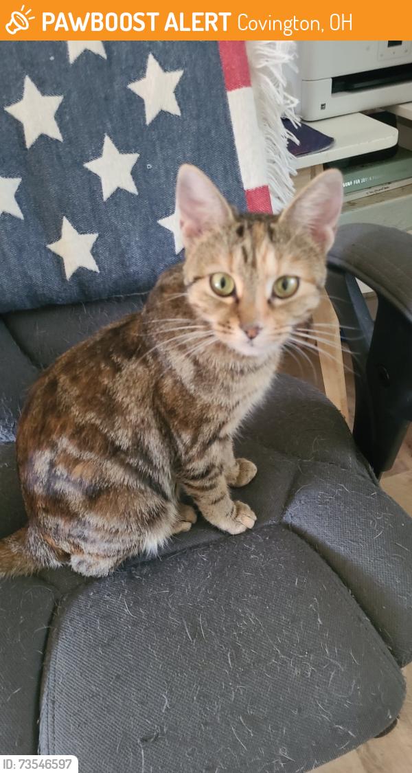 Found/Stray Female Cat last seen Maple Ridge Reserve, Covington, Ohio, Covington, OH 45318
