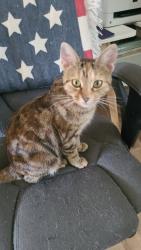Found/Stray Female Cat last seen Maple Ridge Reserve, Covington, Ohio, Covington, OH 45318