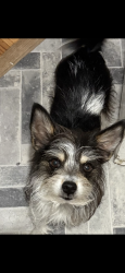 Reunited Female Dog last seen North new hope road, Nashville, TN 37076