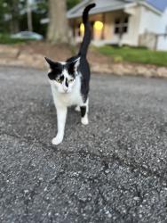 Lost Female Cat last seen Old Mill Hwy, Canton, GA 30115