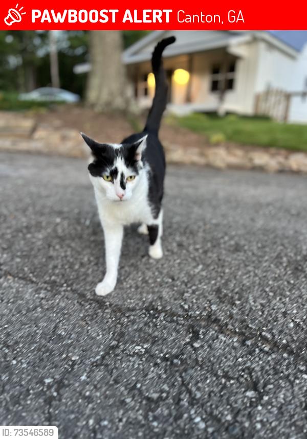 Lost Female Cat last seen Old Mill Hwy, Canton, GA 30115