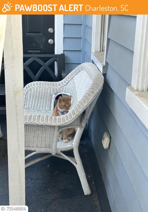 Found/Stray Unknown Cat last seen Nassau/Line Streets, Charleston, SC 29403