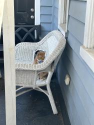 Found/Stray Unknown Cat last seen Nassau/Line Streets, Charleston, SC 29403