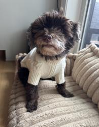 Reunited Female Dog last seen Henry and School hse, Philadelphia, PA 19129