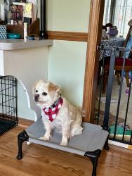 Reunited Male Dog last seen Ironwood Dr and Hawthone De, Carmel, IN 46033