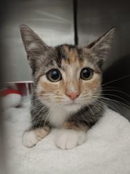 Shelter Stray Female Cat last seen Bexar County, 3353 Morningside Dr, New Braunfels, TX 78132, USA
