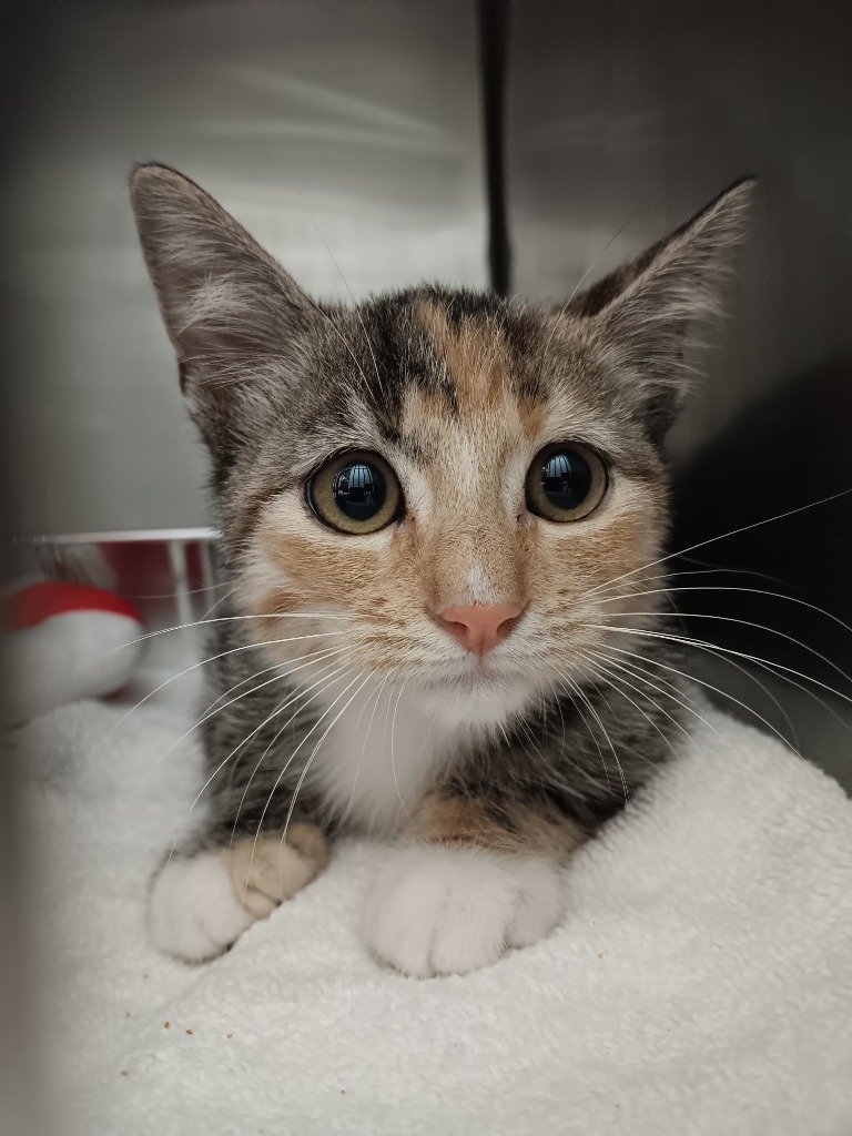 Shelter Stray Female Cat last seen Bexar County, 3353 Morningside Dr, New Braunfels, TX 78132, USA