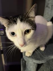 Reunited Female Cat last seen Near duchess drive, Denton, TX 76208