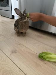 Lost Male Rabbit last seen Loggerhead rd, Winnipeg, MB R2P 2W2