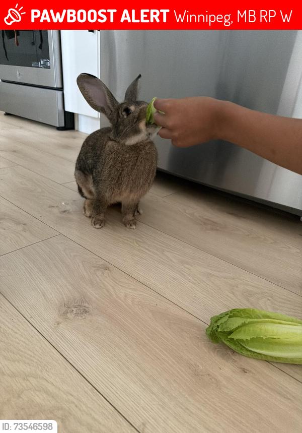 Lost Male Rabbit last seen Loggerhead rd, Winnipeg, MB R2P 2W2