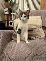 Reunited Female Cat last seen Crystal Falls Prkwy and Ronald Regan Blvd, Leander, TX 78641