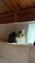 Lost Male Cat last seen M21, Greater Manchester, England M21 7JH