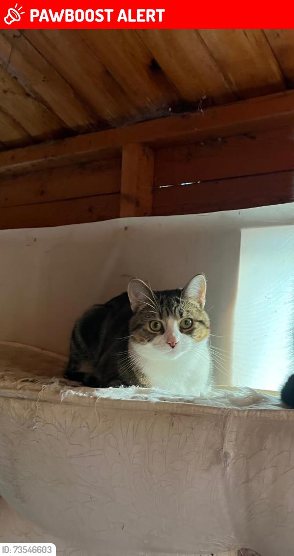 Lost Male Cat last seen M21, Greater Manchester, England M21 7JH