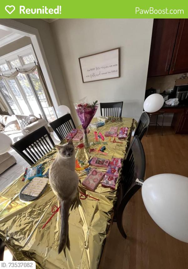 Reunited Male Cat last seen Near Deerwood ct perrysburg ohio, Perrysburg, OH 43551