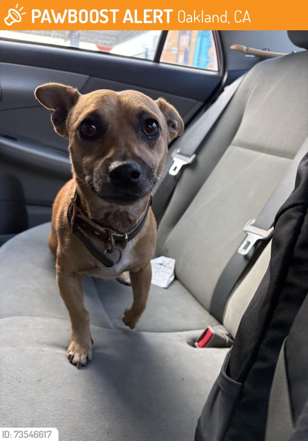 Found/Stray Male Dog last seen By Bridges Academy, Oakland, CA 94601