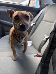 Found/Stray Male Dog last seen By Bridges Academy, Oakland, CA 94601