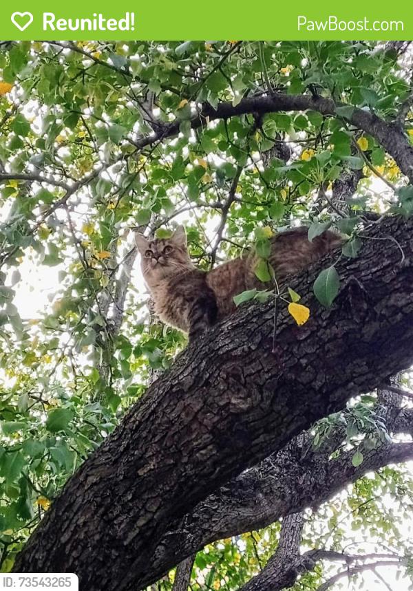 Reunited Female Cat last seen MacDade Blvd, Woodlyn, PA 19094