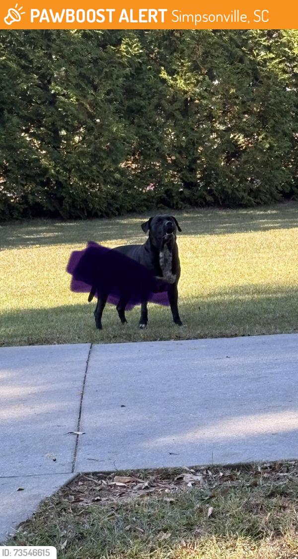 Found/Stray Unknown Dog last seen Near Tracy lane rd, Simpsonville, SC 29681