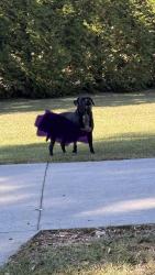 Found/Stray Unknown Dog last seen Near Tracy lane rd, Simpsonville, SC 29681