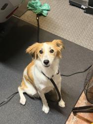 Found/Stray Female Dog last seen S Swinton Ave and 10th St. Delray Beach, Delray Beach, FL 33448