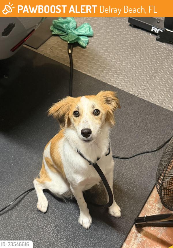 Found/Stray Female Dog last seen S Swinton Ave and 10th St. Delray Beach, Delray Beach, FL 33448