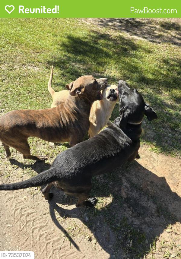 Reunited Female Dog last seen Old bethel, Crestview, FL 32536