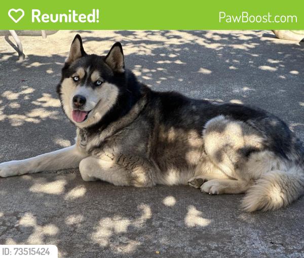 Reunited Male Dog last seen NE 242nd ave Battle Ground, Clark County, WA 98604