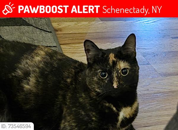 Lost Female Cat last seen 10th Ave,, Schenectady, NY 12303