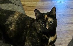Lost Female Cat last seen 10th Ave,, Schenectady, NY 12303