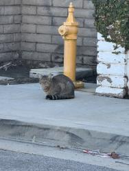Found/Stray Unknown Cat last seen Eleanor Place and Walnut, Lomita, CA 90717