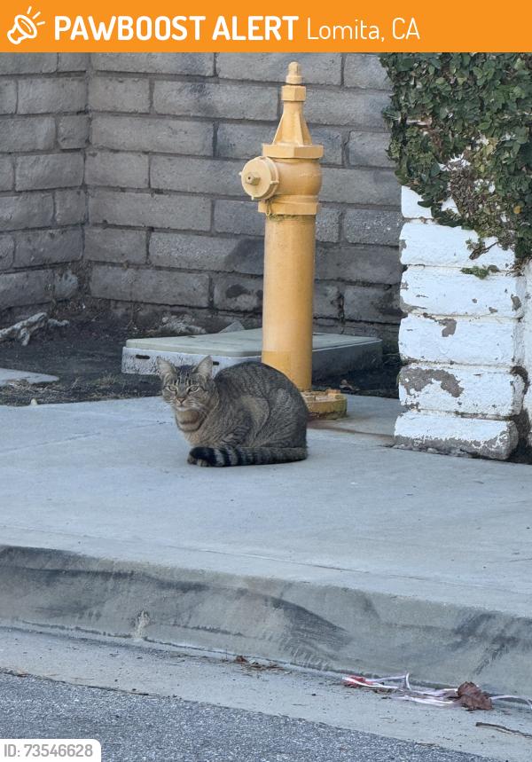 Found/Stray Unknown Cat last seen Eleanor Place and Walnut, Lomita, CA 90717