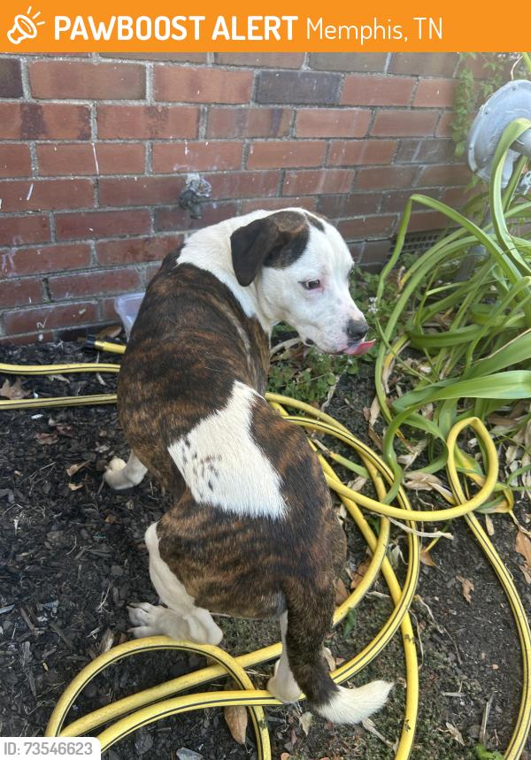 Found/Stray Male Dog last seen Unión ave and east parkway, Memphis, TN 38112