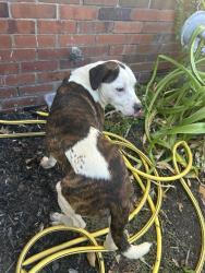 Found/Stray Male Dog last seen Unión ave and east parkway, Memphis, TN 38112